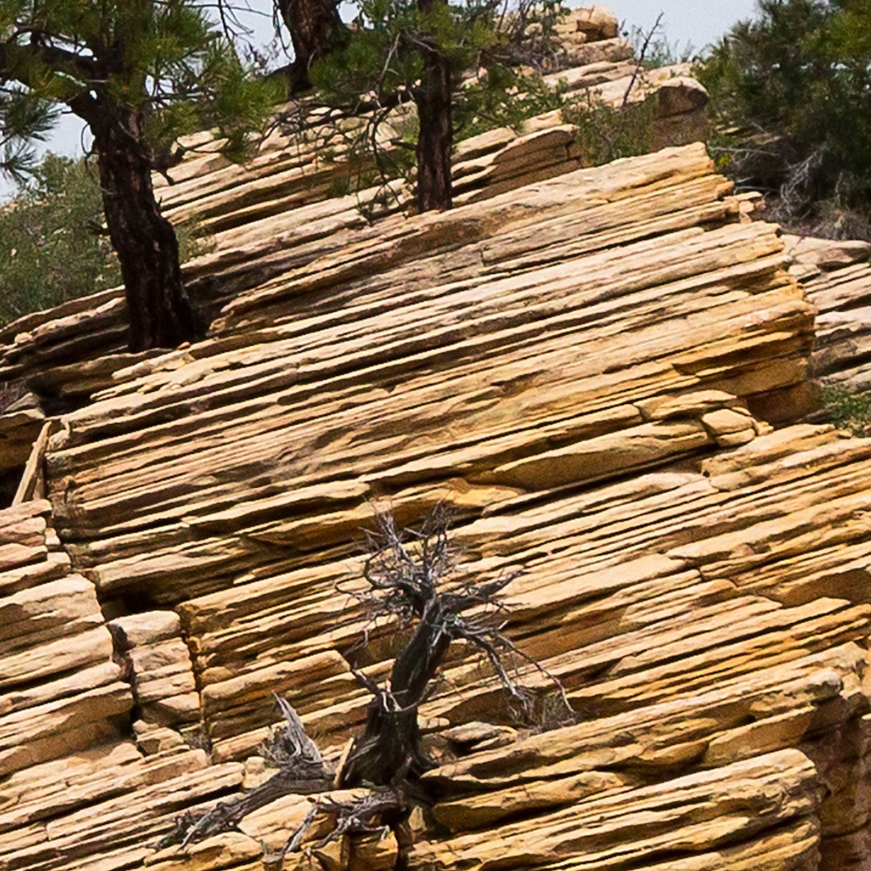 Zion Canyon 05-Leinwandbild